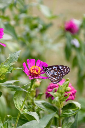 Beautiful Dark Blue Tiger butterfly is collecting nectar from common Zinnia flower in nature, with blurred background (Selective focus)の写真素材