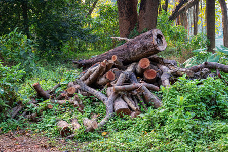 Pile or heap of cut tree trunks on the ground or soil at Acharya Jagadish Chandra Bose Indian...