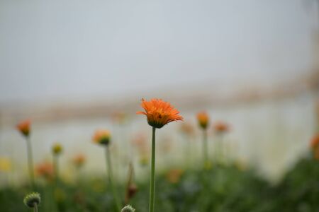 Close up shot of Gerbera daisies (Gerbera jamesonii) are commonly grown for their bright and cheerful daisy-like flowersの写真素材