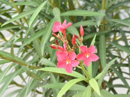Close up shot of Nerium oleander is one of the most poisonous plants to humans known. Selective...
