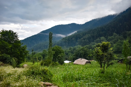 An Eye catching view of Paddy Fields at Pahalgam Kashmir,india.