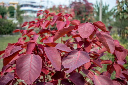 Red colourful leaves captured in daylight from the gardenの写真素材