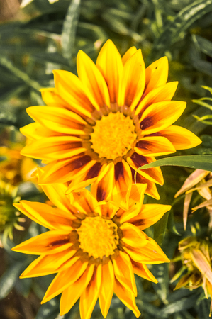 sunflower with buds and green leavesの写真素材