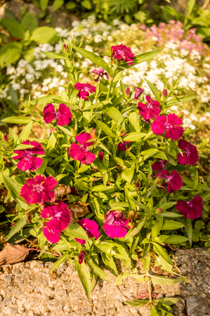 Red colourful flower with green leaves captured in daylight from the gardenの写真素材