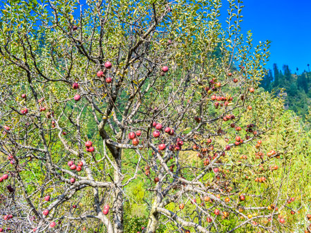 red apples on tree branch: Ripe organic apples in the summer garden, Colorful outdoor shot...