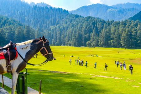 beautiful brown horse standing outdoors Brown horse standing in the green meadow in summer time against trees and mountains Green landscape in the midsummer, in a sunny day sports animal conceptの写真素材