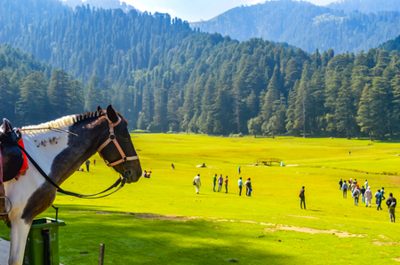 beautiful brown horse standing outdoors Brown horse standing in the green meadow in summer time against trees and mountains Green landscape in the midsummer, in a sunny day sports animal conceptの写真素材