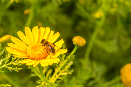 This is a photograph of Bee taking food from Sunflower from a Sunny flower garden. The image taken at dusk, at dawn, at daytime on a cloudy day. The Subject of the image is inspiration, exciting, hopeful, tranquil, calm, and stunning taken in landscape style, May used as background screen saver.の写真素材