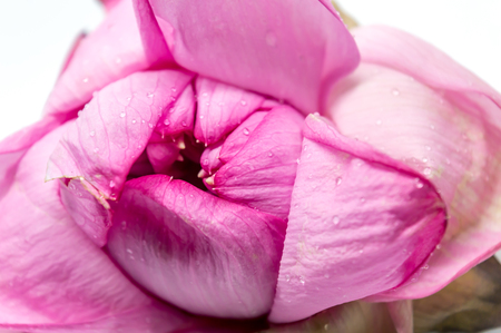 Lotus or Lily Flower. Spa icon. Element relaxation and rest symbol isolated on white. Close up pink color blooming water lily or lotus flower.の写真素材