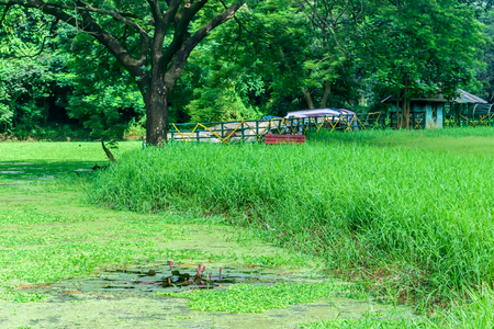 The house is surrounded by plants and trees. View on holiday cabin by a lake. Tiny house near the water. Vacation holiday concept. Goa India.の写真素材