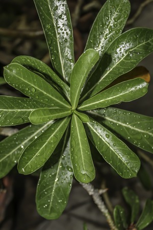 Plant Leaf with water drops. Wet leaves after rain. The dew on the leaves. Beautiful natural background.の写真素材