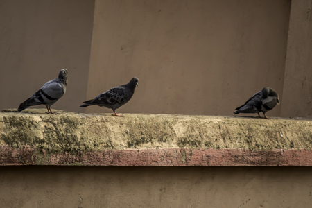 Feral pigeon on roof of building. Gray doves sitting on a wall.の写真素材