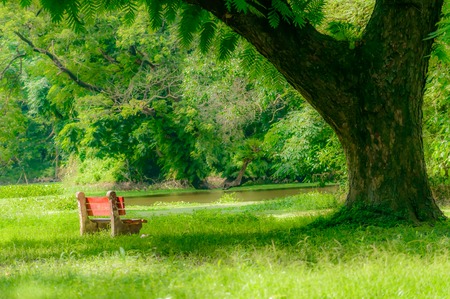Red color bench in the autumn park. Single wooden park bench in a lush green botanical garden on tree background. ( Kolkata, India )の写真素材