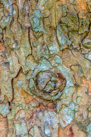 Texture shot of brown tree bark, filling the frame, natural background.の写真素材