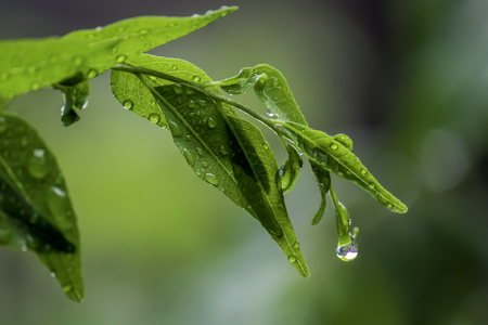 Close up of a water drops on leaves. At the ends of the leaves with water droplets adhering. dew drops on green leaves, in soft light green background. Rain drops.の写真素材