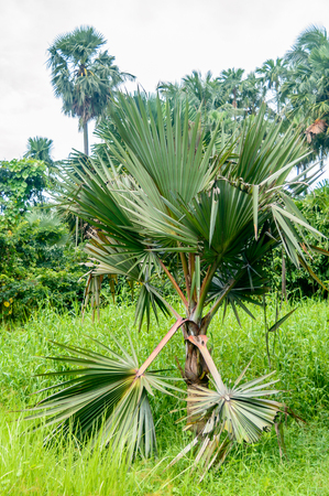 beautiful palm tree and its leaves of in sunlight.の写真素材