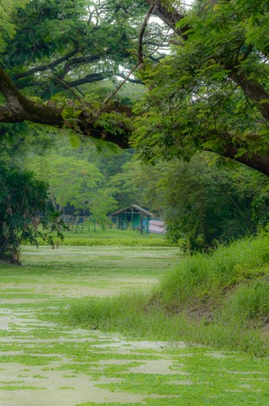The house is surrounded by plants and trees. View on holiday cabin by a lake. Tiny house near the water. Vacation holiday concept. Goa India.の写真素材