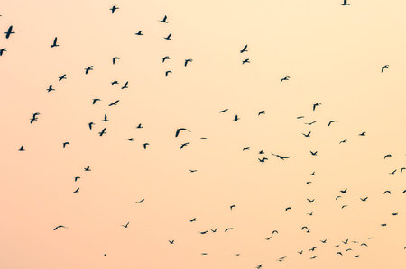 Flock of birds on isolated background. Seamless pattern of swallows birds on a light orange sky...