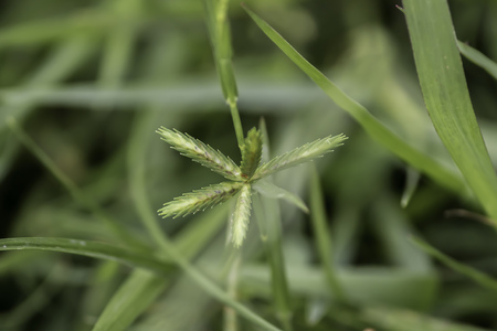 Sprout seed and green leaf. Fresh baby young plant growing in outdoor natural sunlight in vegetable garden field environment. Springtime outdoor macro photography. Beginning of new life grow concept.の写真素材