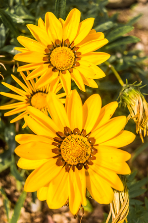 sunflower with buds and green leavesの写真素材