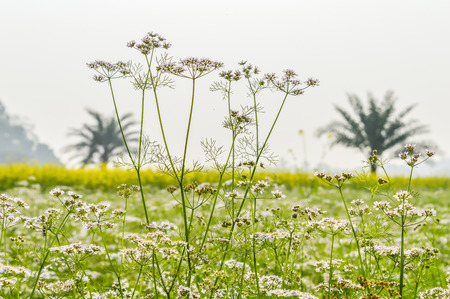 Blooming canola flowers close up. Rape flower in summer. Bright Yellow blooming rapeseed flowers. Blooming rape or (Brassica napus). rape seed on sky background. Springtime summer agriculture design.の写真素材