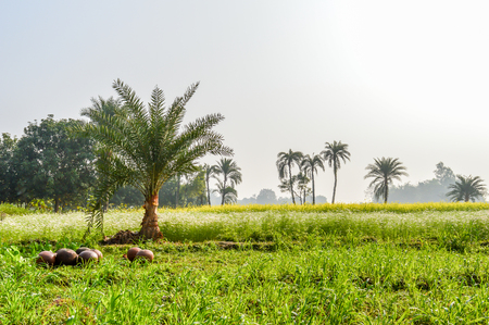 Dates tree and juice containers in agricultural field near Kolkata india. Food crop cultivation in a meadow on a sunny day. Yellow rape seeds in background. Agriculture industry concept photographyの写真素材