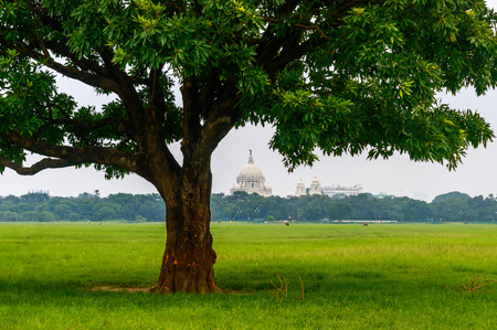 A large oak tree in green field, isolated against white sky background.の写真素材