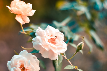 Close up beautiful three white rose on green branch. White Roses and buds. Valentines background. Pink rose with fresh leaves branches. Spring summer wedding romantic elegant date marriage symbol.の写真素材