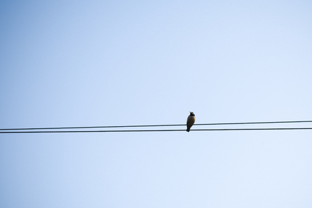 A migrating bird sitting on an electric cable. Bird sitting on electric wire in city background.の写真素材
