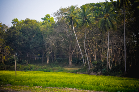 Early Autumn countryside morning, panoramic view, lonely windy coconut tree, and green fields on winter time. rural landscape with blooming rapeseed.の写真素材