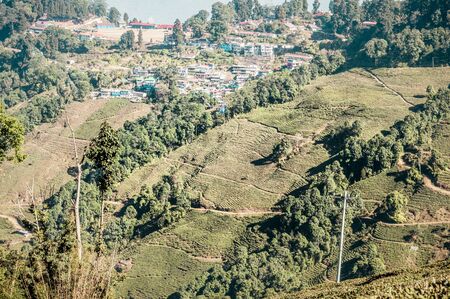 The relief landscape of the tea plantation.の写真素材