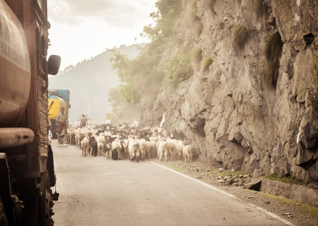Car Point of view image. A flock of Sheep walking along a country highway in himalayan mountain pass...