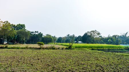 Green agricultural field after harvest. Rice Field After Harvesting at spring season. A scenic natural landscape scenery with Agriculture firm in Bardhaman West Bengal, India depicting rural life.の写真素材