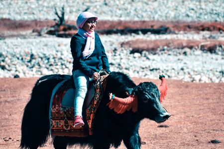 Close-Up Of a cheerful young woman sitting on Yak. Yak safari in Sikkim India.の写真素材