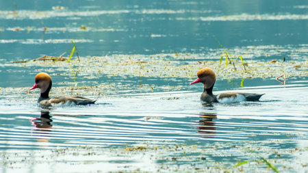 Red crested pochard diving duck bird (Netta rufina) swimming in wetland. The Water birds found in...