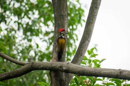 Juvenile Greater Pileated Woodpecker (dryocopus lineatus) spotted in tree trunk of forest woodland. A bird with red crest and black and white stripes on face neck. Atapaka Bird Sanctuary Andhra Pradesh India. Wild Animal themes and behavior. Nature background.の写真素材