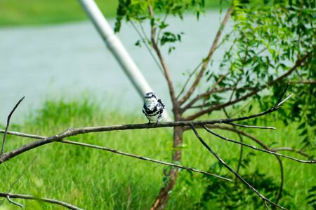 Pied kingfisher water bird (Ceryle rudis) with white black plumage crest and large beak spotted on tree branch in coastal area perching hovering for catch of fish. Nelapattu Bird Sanctuary Andhra Pradeshの写真素材