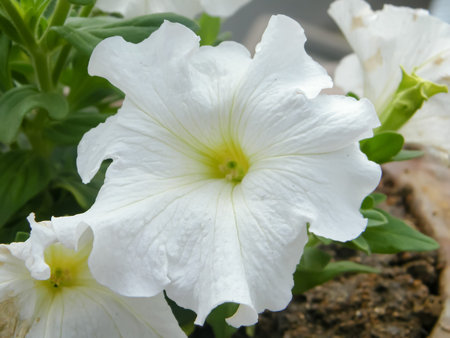 Datura flower(devil's trumpets - Vespertine flowering plants). Close up. Beauty in Nature background.の写真素材