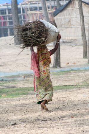 Highlands of north East Indian woman of below poverty line (BPL) carry wood and walk from national forest for used for cooking. Wood firewood or charcoal fuels are wide used for cooking in Rural Indiaの写真素材