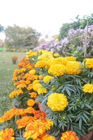 Marigold Flower (Tagetes Erecta) Nursery Plant in bloom in late spring in a formal flower garden.のeditorial素材