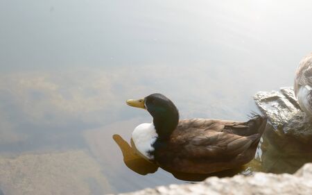 Ducks bird water seabird (geese swans or Anatidae collectively called waterfowl Wading shorebirds family) swimming floating on wetland reflection lake water surface. Close Up. Animals Wild Background.の写真素材