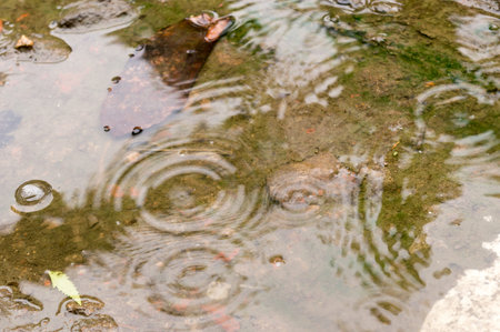 Rain drops in the water surface. Rain fall on the ground in rains season. Raindrops rippling in a...