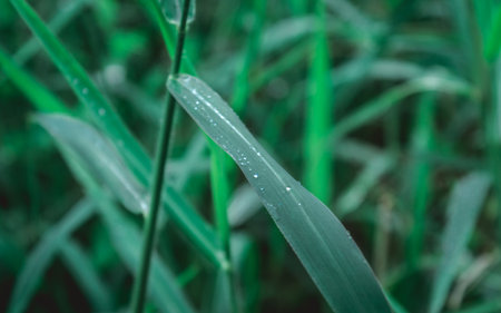 Raindrops on leaf. Rain drop on Leaves. Extreme Close up of rain water dew droplets on blade of...