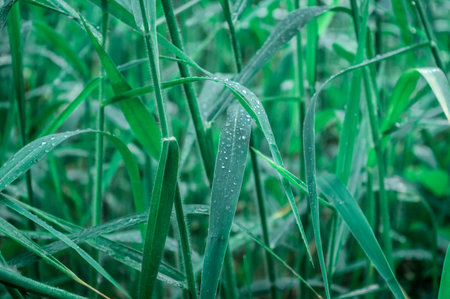 Raindrops on leaf. Close up of rain water dew droplets on grass crop plant. Sunlight reflection....