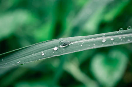 Raindrops on leaf. Rain drop on Leaves. Extreme Close up of rain water dew droplets on blade of grass. Sunlight reflection. Winter rainy season. Beauty in nature abstract background. Macro photographyの写真素材
