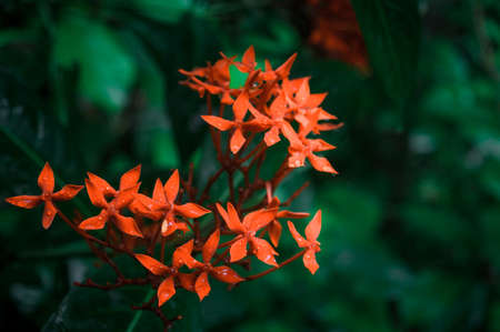 Red flower rain. Wet in water. Ixora Red tiny Flower Plant drenched in rain - Beautiful Home Decor Plant. Flower background design images. Rainy day monsoon season pictures of nature beauty. Close Up.の写真素材