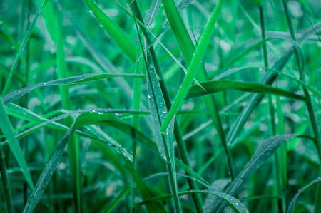 Raindrops on leaf. Close up of rain water dew droplets on grass crop plant. Sunlight reflection. Rural scene in agricultural field lawn meadow. Winter morning rainy season. Beauty in nature backgroundの写真素材