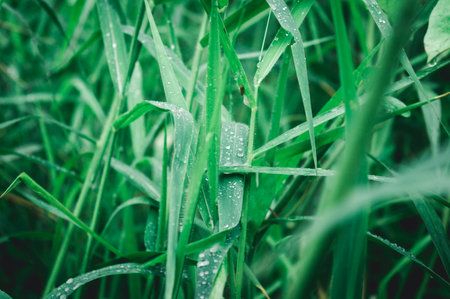 Raindrops on leaf. Close up of rain water dew droplets on grass crop plant. Sunlight reflection....