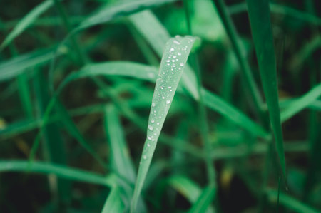 Raindrops on leaf. Rain drop on Leaves. Extreme Close up of rain water dew droplets on blade of...