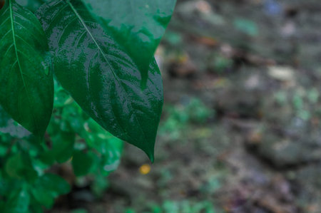 Leaves in rain. Wet in water. Beautiful Home Decor Plant drenched in rain. Green leaves background...